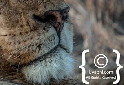 Kruger Park Lion Photo Gallery