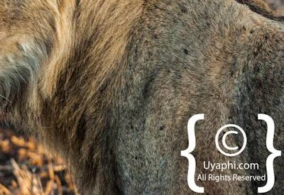 Kruger Park Lion Photo Gallery