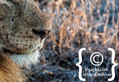 Kruger Park Lion Photo Gallery