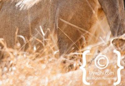 Kruger Park Lion Photo Gallery