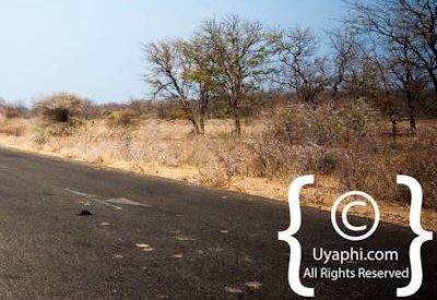 Kruger Park Scenery Photo Gallery