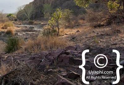 Kruger Park Scenery Photo Gallery