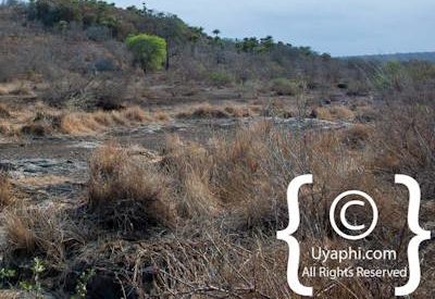 Kruger Park Scenery Photo Gallery