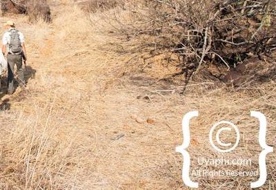 Kruger Park Scenery Photo Gallery