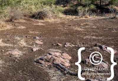 Kruger Park Scenery Photo Gallery