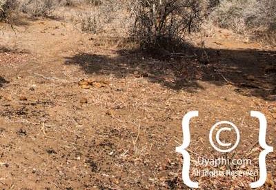 Kruger Park Scenery Photo Gallery