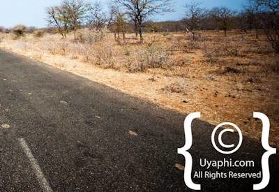 Kruger Park Scenery Photo Gallery