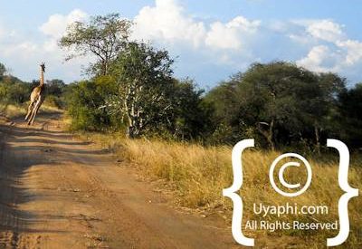 Scenery Photos of the Kruger Park
