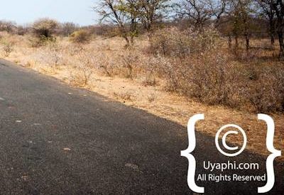 Kruger Park Scenery Photo Gallery