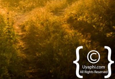 Scenery Photos of the Kruger Park