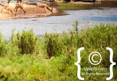 Kruger Park Wildlife Photo Gallery