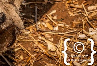 Kruger Park Wildlife Photo Gallery