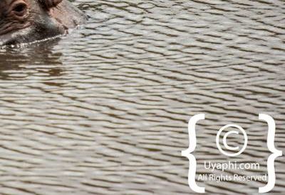 Kruger Park Wildlife Photo Gallery