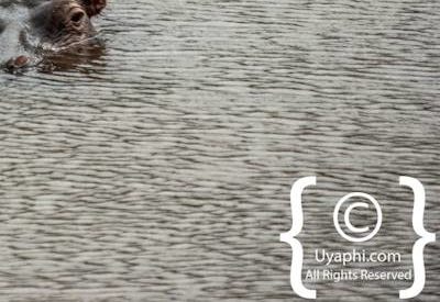 Kruger Park Wildlife Photo Gallery