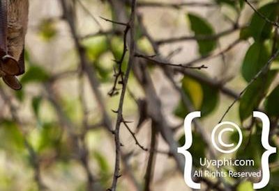 Kruger Park Wildlife Photo Gallery