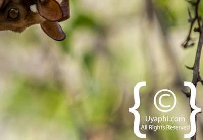 Kruger Park Wildlife Photo Gallery