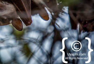 Kruger Park Wildlife Photo Gallery