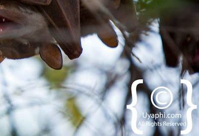 Kruger Park Wildlife Photo Gallery