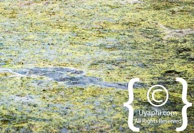 Kruger Park Wildlife Photo Gallery