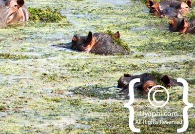 Kruger Park Wildlife Photo Gallery