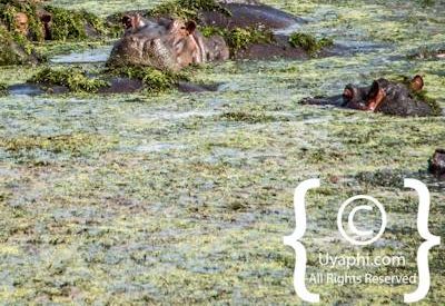 Kruger Park Wildlife Photo Gallery