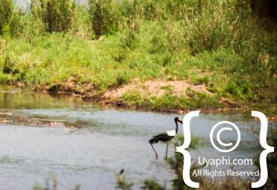 Kruger Park Wildlife Photo Gallery