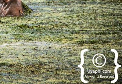 Kruger Park Wildlife Photo Gallery