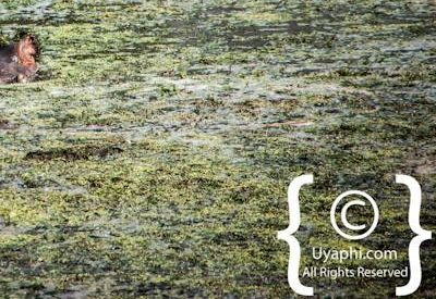 Kruger Park Wildlife Photo Gallery