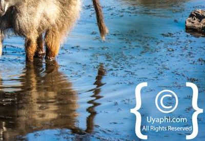 Photos of Kruger National Park Wildlife