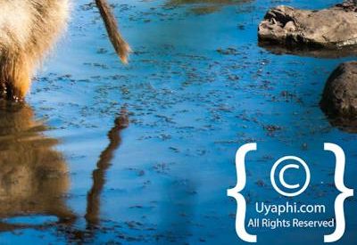 Photos of Kruger National Park Wildlife