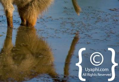 Photos of Kruger National Park Wildlife