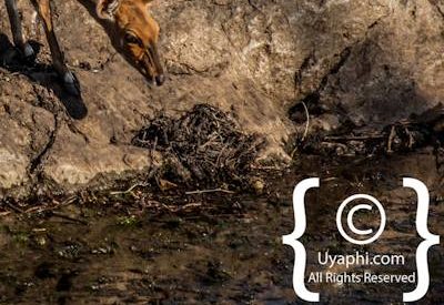 Photos of Kruger National Park Wildlife