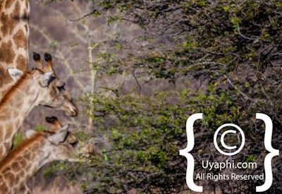 Photos of Kruger National Park Wildlife