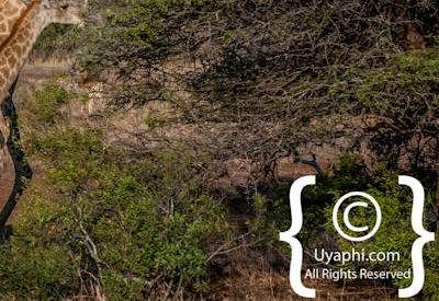 Photos of Kruger National Park Wildlife