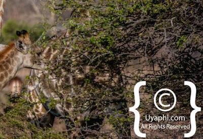 Photos of Kruger National Park Wildlife