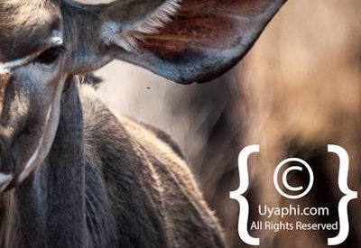 Photos of Kruger National Park Wildlife