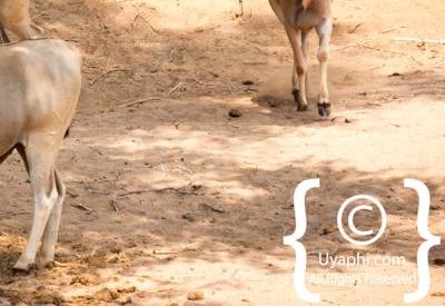 Kruger Park Wildlife Photo Gallery