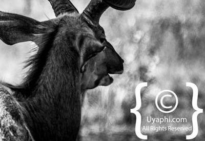 Photos of Kruger National Park Wildlife