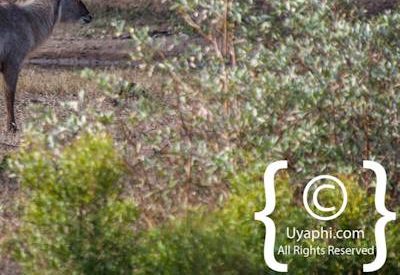 Photos of Kruger National Park Wildlife