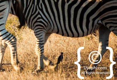 Photos of Kruger National Park Wildlife