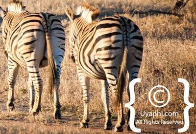 Photos of Kruger National Park Wildlife