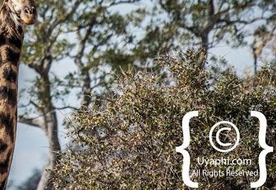 Photos of Kruger National Park Wildlife