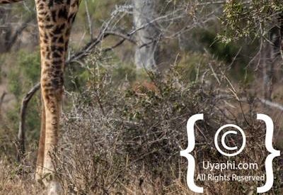 Photos of Kruger National Park Wildlife