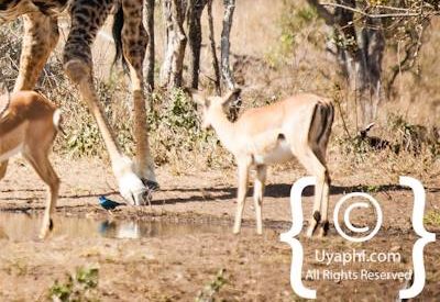 Photos of Kruger National Park Wildlife