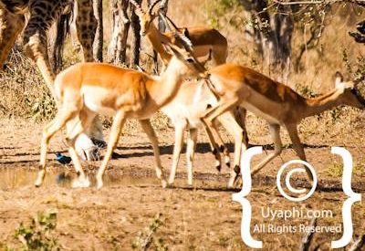 Photos of Kruger National Park Wildlife