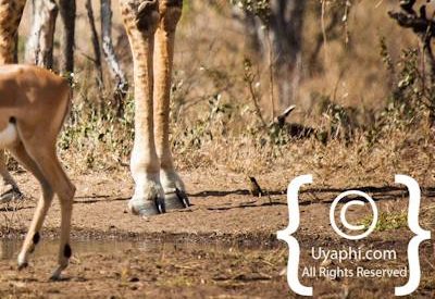 Photos of Kruger National Park Wildlife