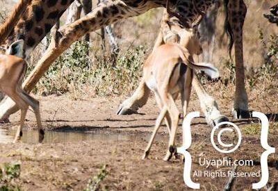 Photos of Kruger National Park Wildlife