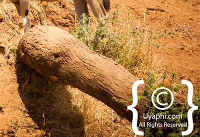 Kruger Park Wildlife Photo Gallery