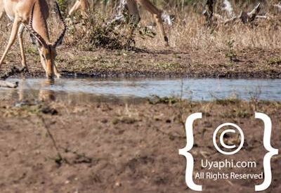 Photos of Kruger National Park Wildlife