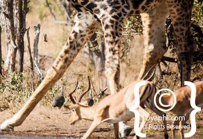 Photos of Kruger National Park Wildlife